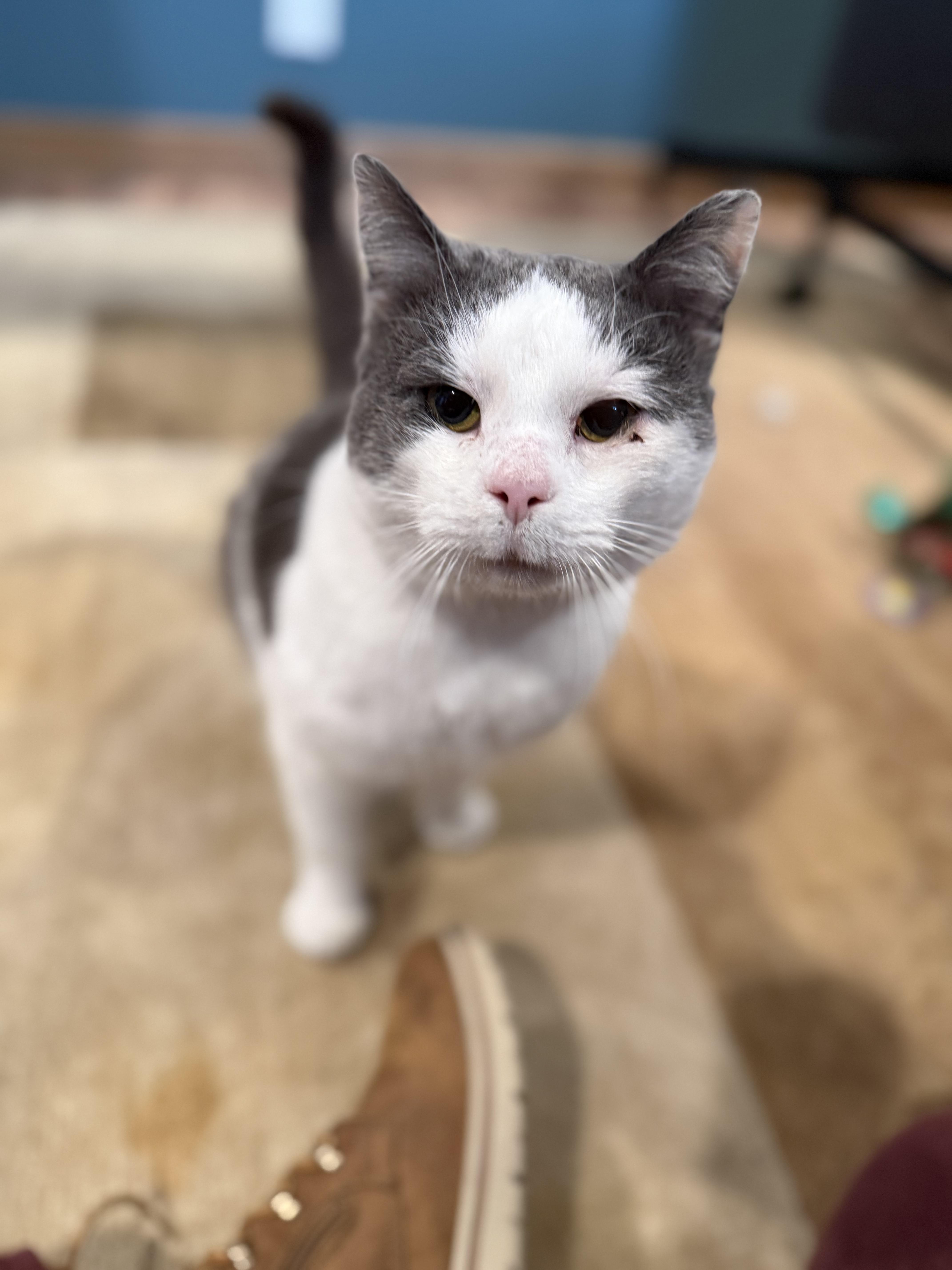 Yeti, a Adoptable Domestic Short Hair in Cincinnati, OH image 2/6