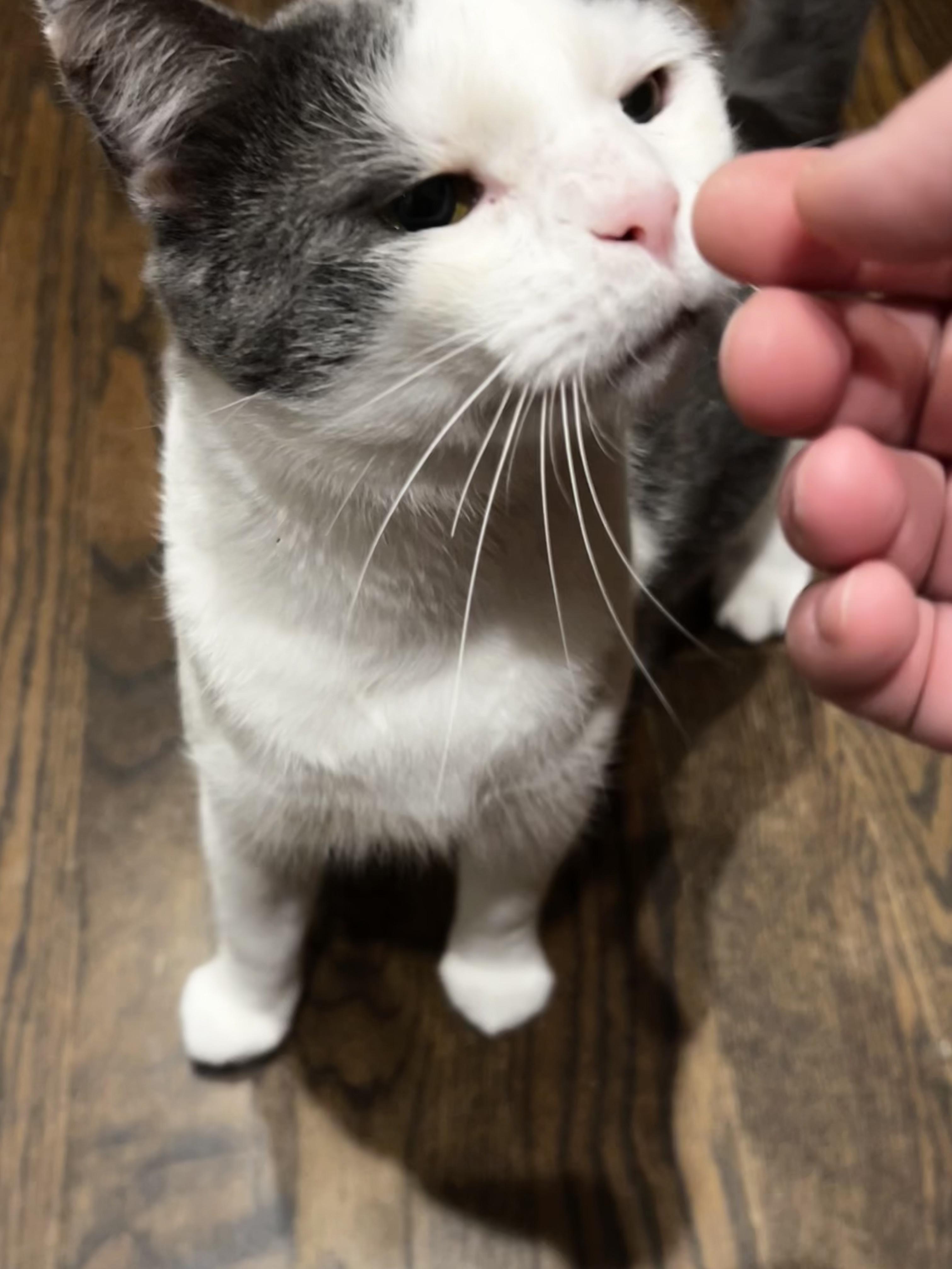 Yeti, a Adoptable Domestic Short Hair in Cincinnati, OH image 6/6