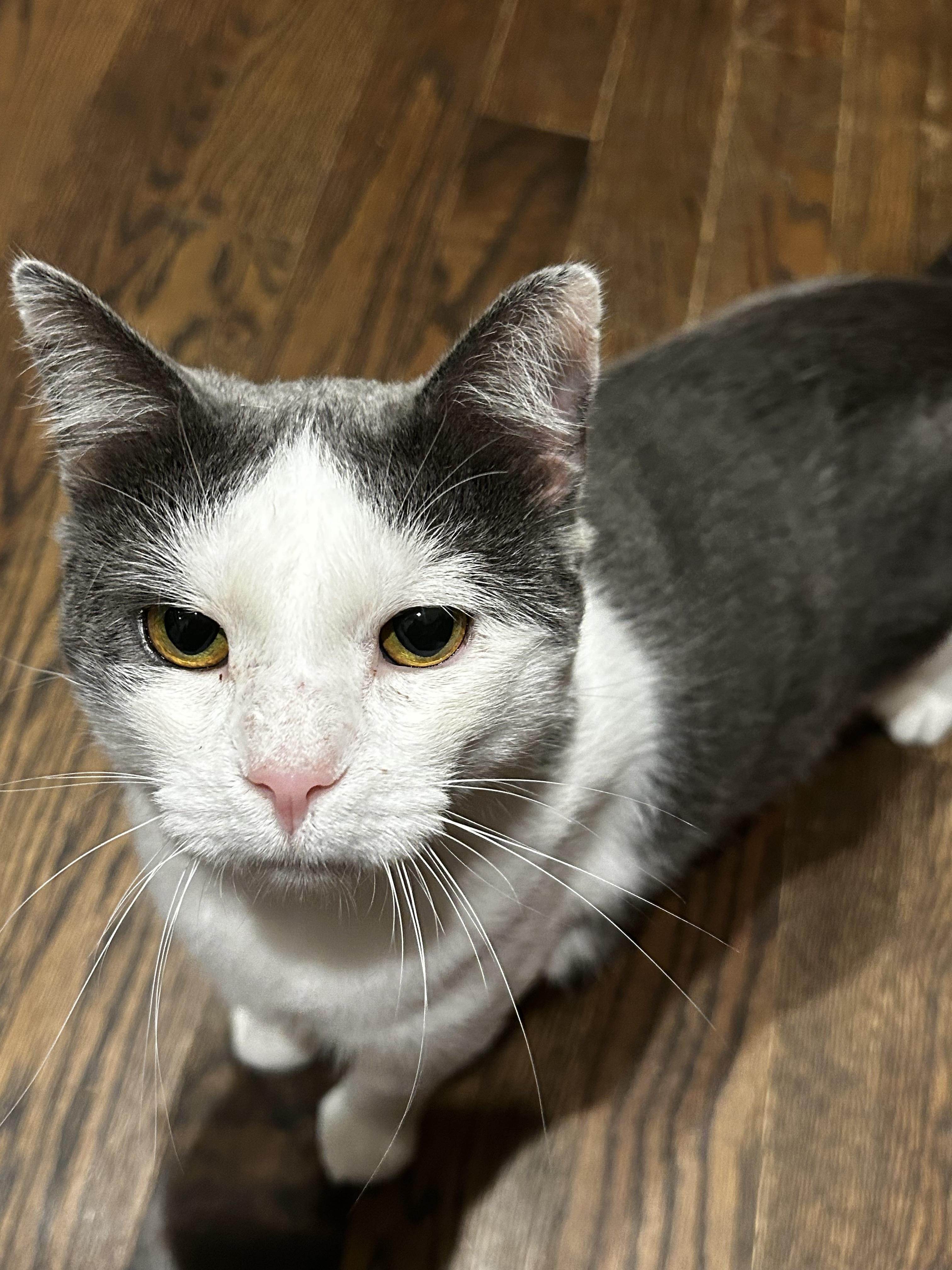 Yeti, a Adoptable Domestic Short Hair in Cincinnati, OH image 1/6