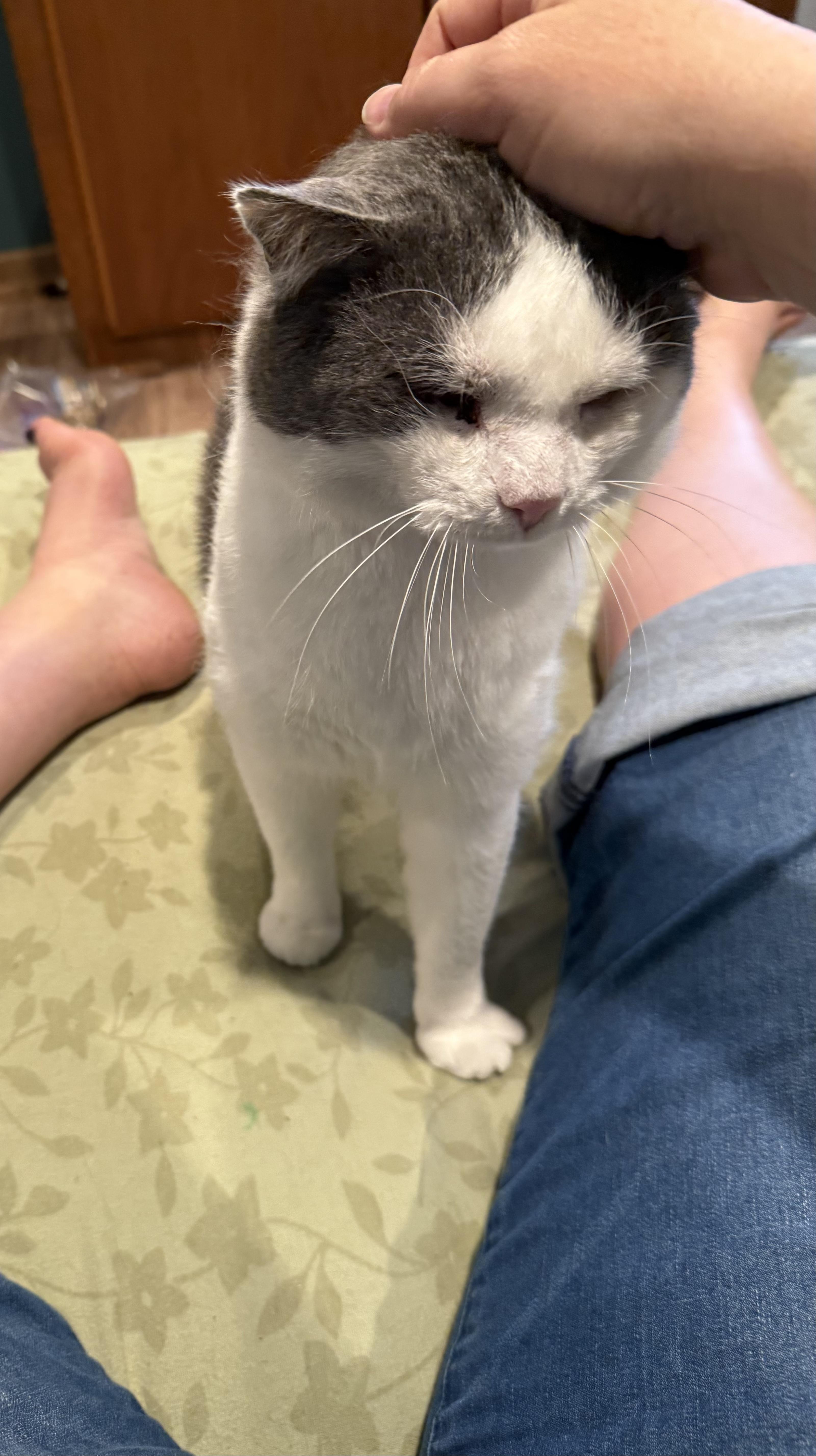Yeti, a Adoptable Domestic Short Hair in Cincinnati, OH image 5/6