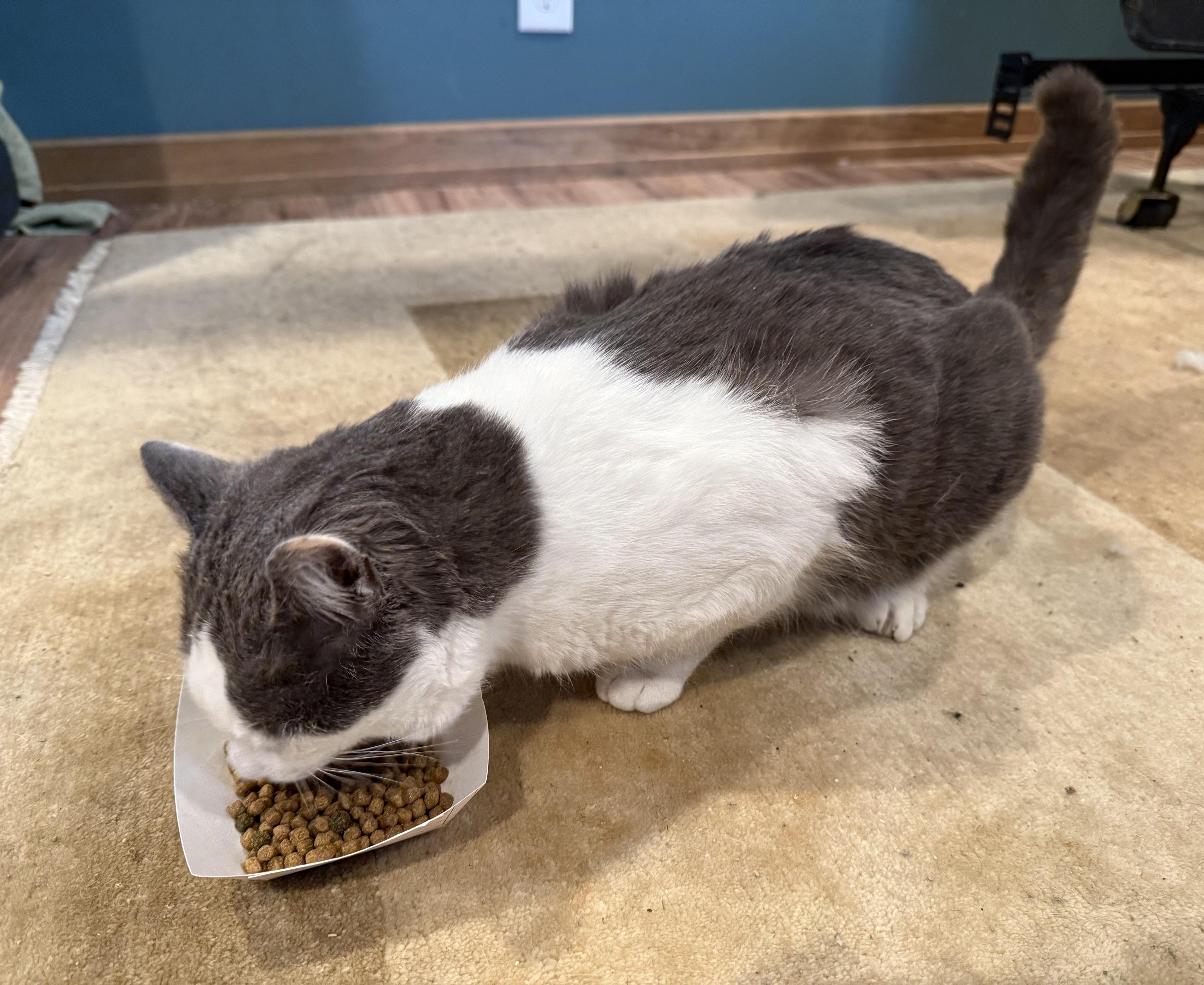 Yeti, a Adoptable Domestic Short Hair in Cincinnati, OH image 4/6