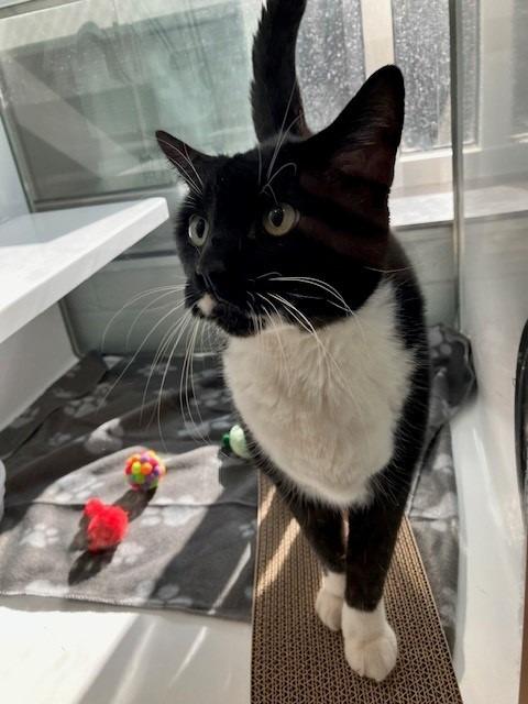 Kimchi, Adoptable, Adult Male Domestic Short Hair.