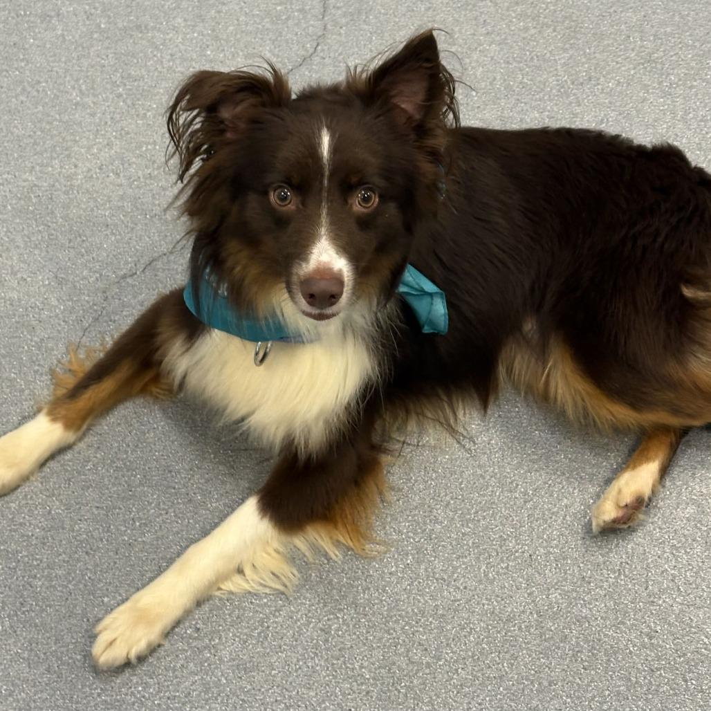Enlarge Ringo, a Adoptable Mixed Breed in Canal Winchester, OH image 1/2
