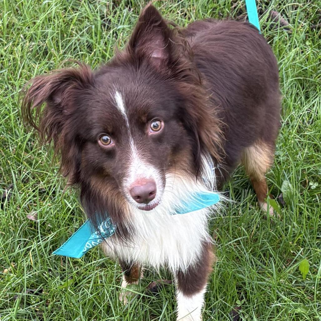 Enlarge Ringo, a Adoptable Mixed Breed in Canal Winchester, OH image 2/2