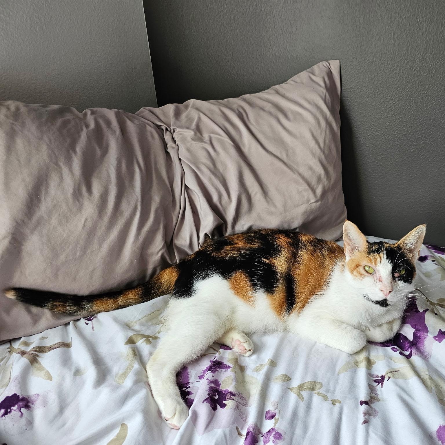 Enlarge RENEE - (ch), a Adoptable Calico in Burlington, WA image 4/4