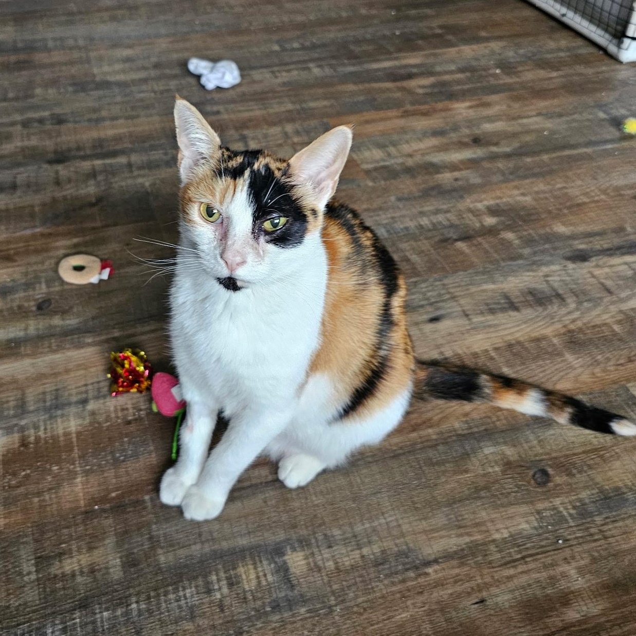 RENEE - (ch), Adoptable, Adult Female Calico.
