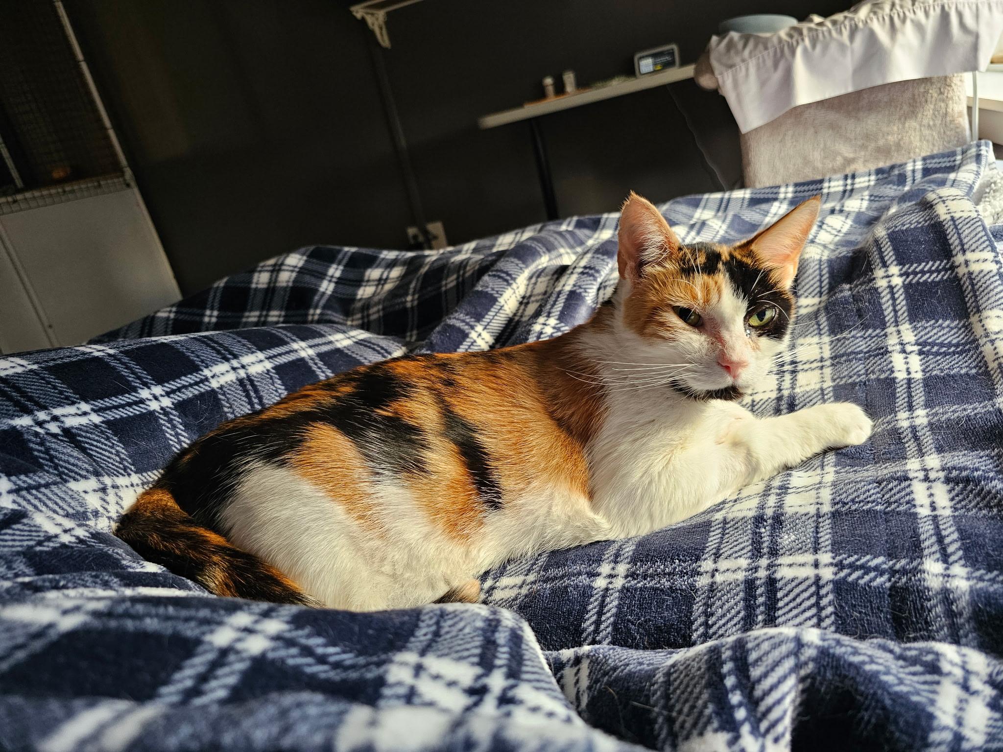 Enlarge RENEE - (ch), a Adoptable Calico in Burlington, WA image 3/4