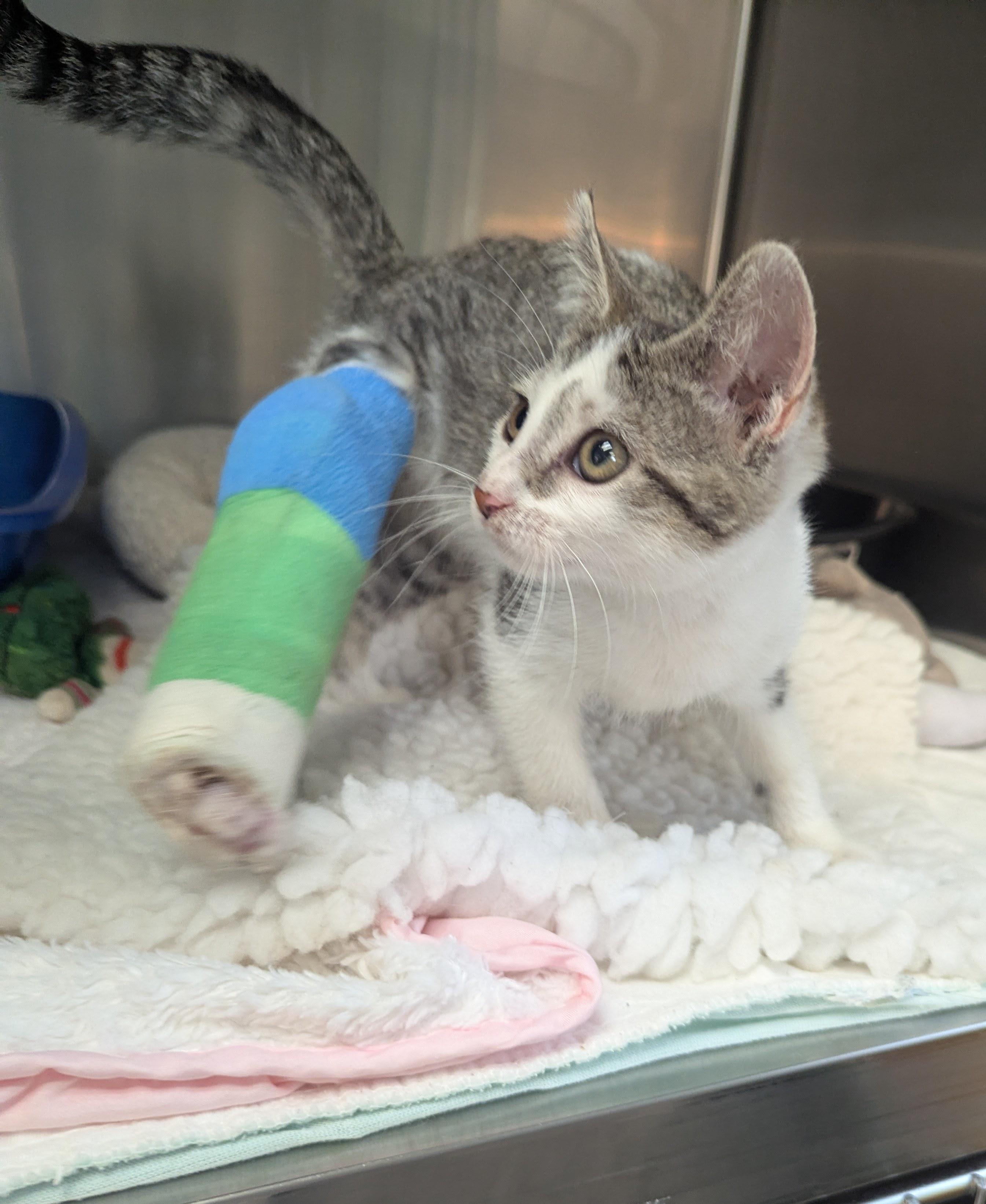 ROSIE, Adoptable, Kitten Female Domestic Short Hair.