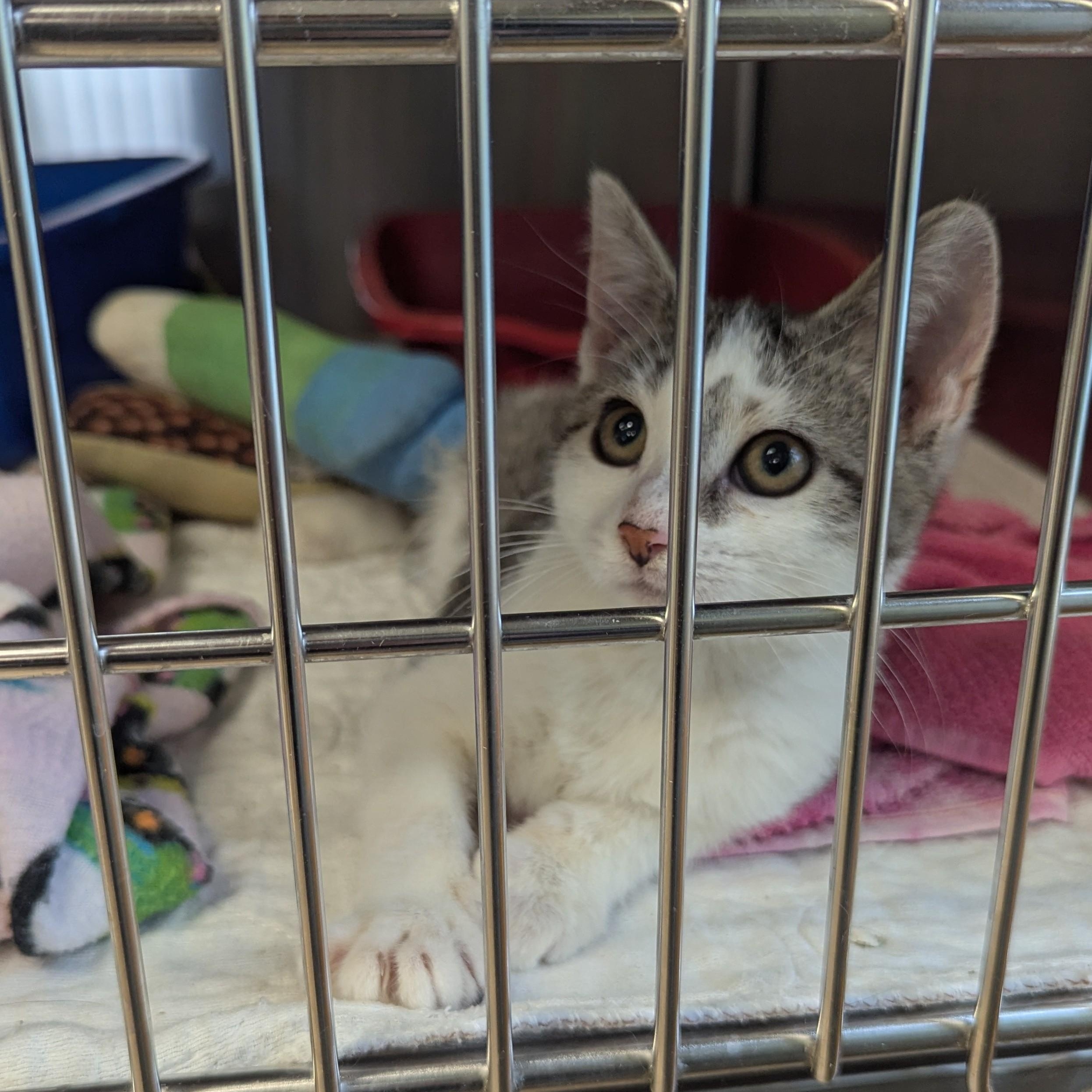 Enlarge ROSIE, a Adoptable Domestic Short Hair in La Crescent, MN image 4/5