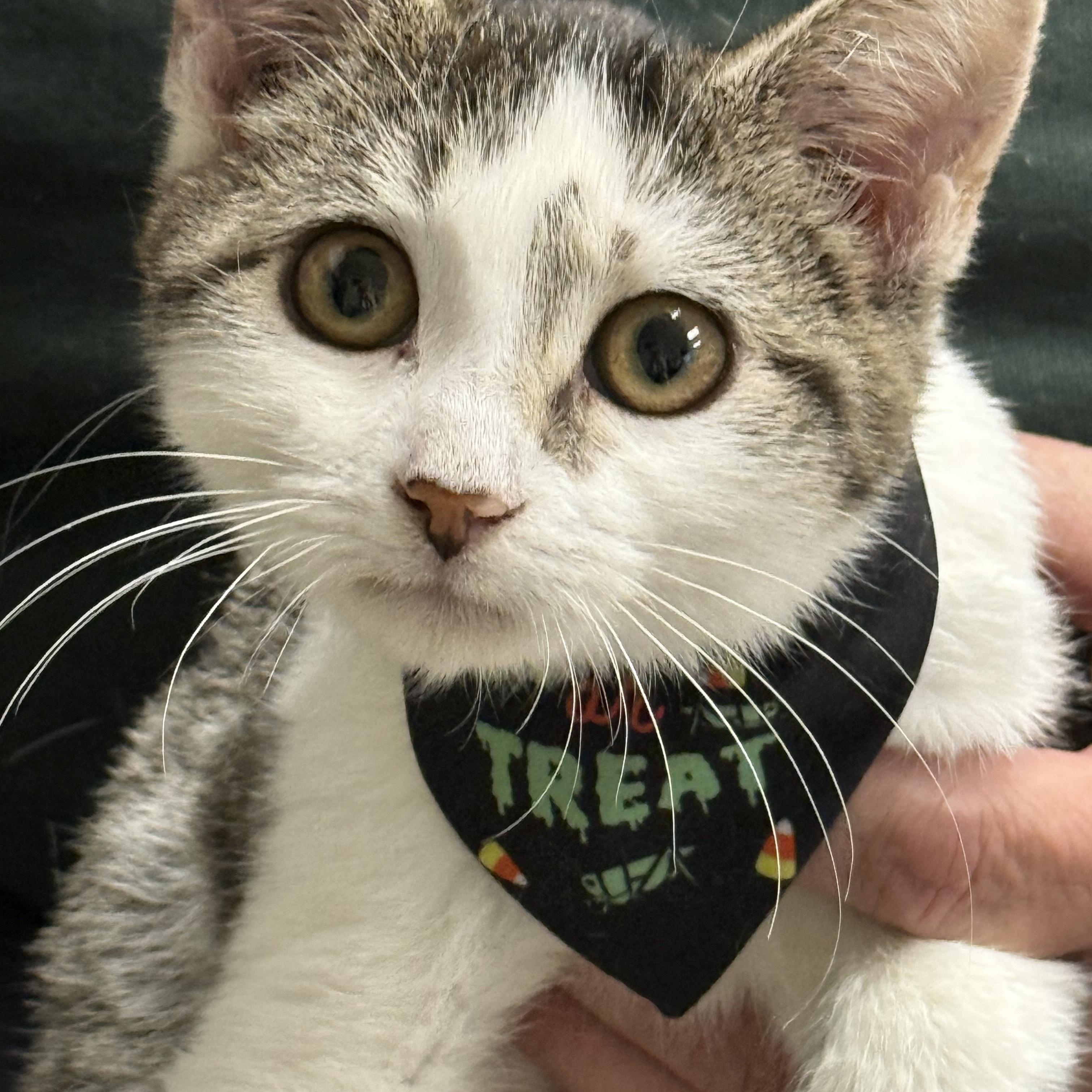 Enlarge ROSIE, a Adoptable Domestic Short Hair in La Crescent, MN image 3/5