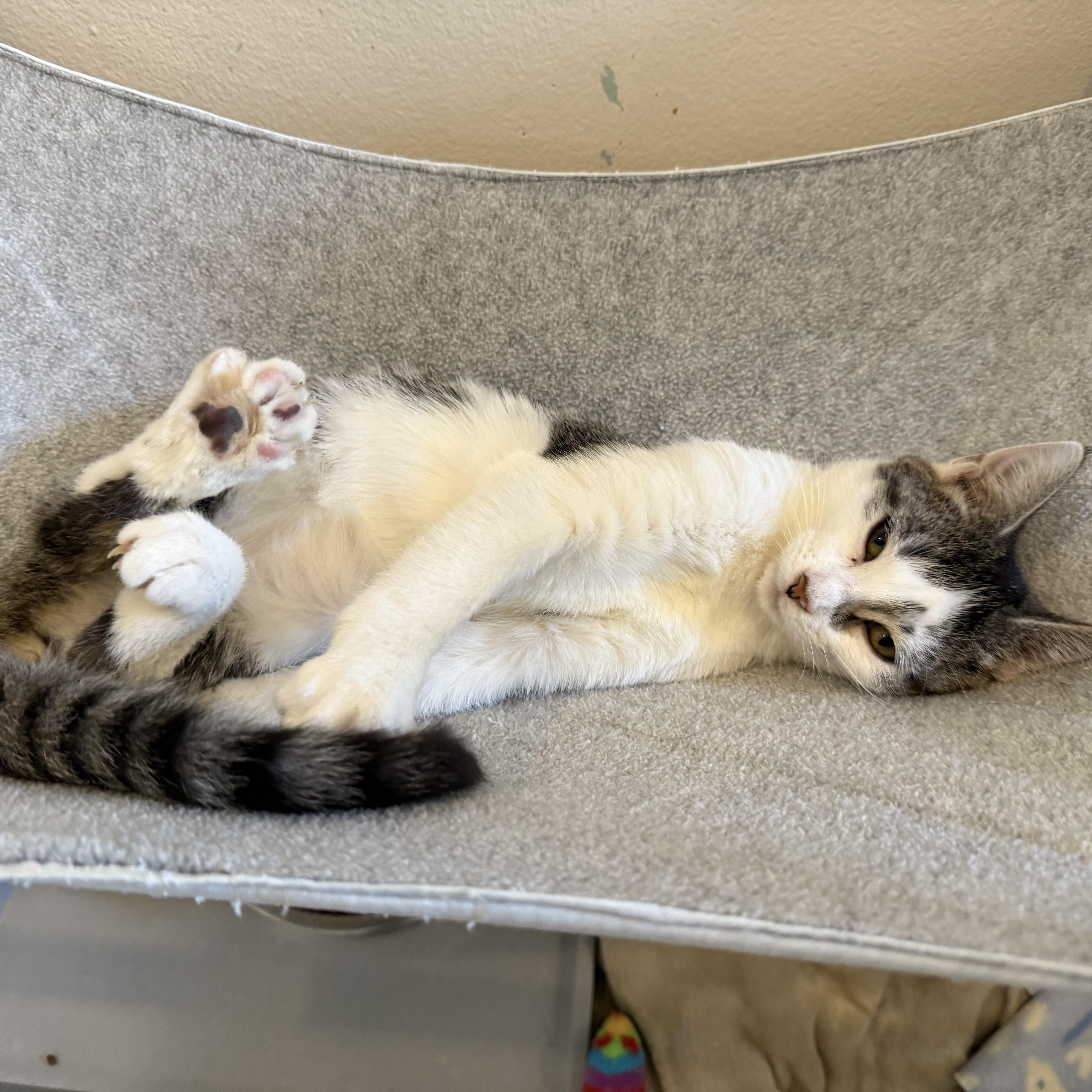 Enlarge ROSIE, a Adoptable Domestic Short Hair in La Crescent, MN image 2/5