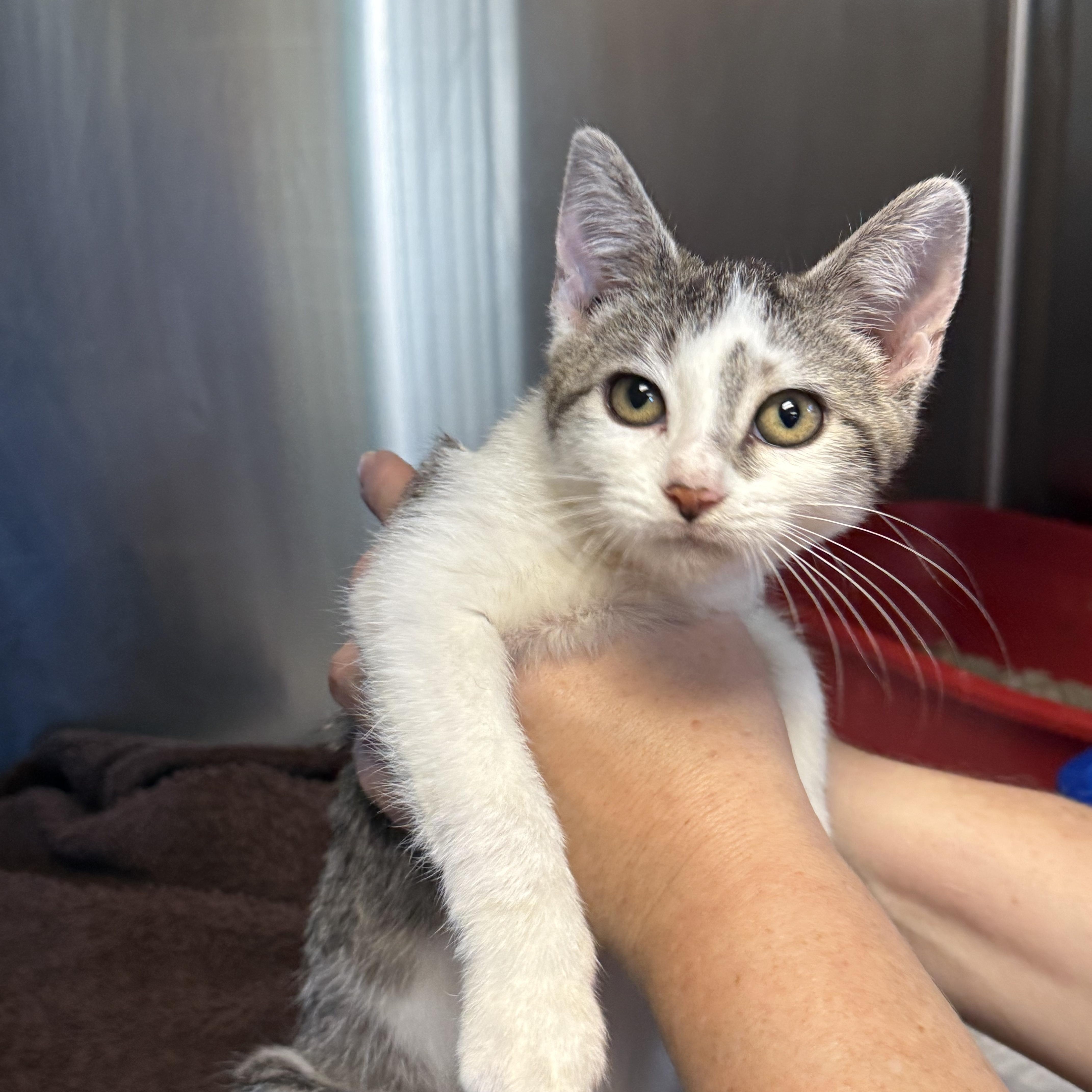 Enlarge ROSIE, a Adoptable Domestic Short Hair in La Crescent, MN image 5/5