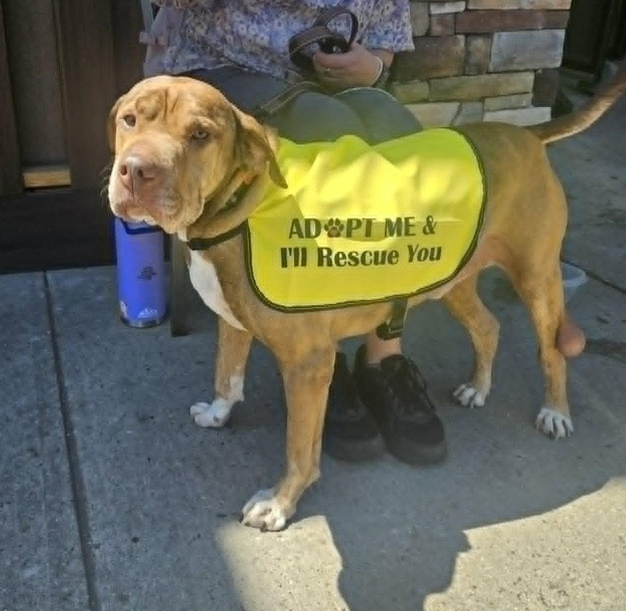 Enlarge SULLY, a Adoptable Shar-Pei in Holbrook, NY image 1/3