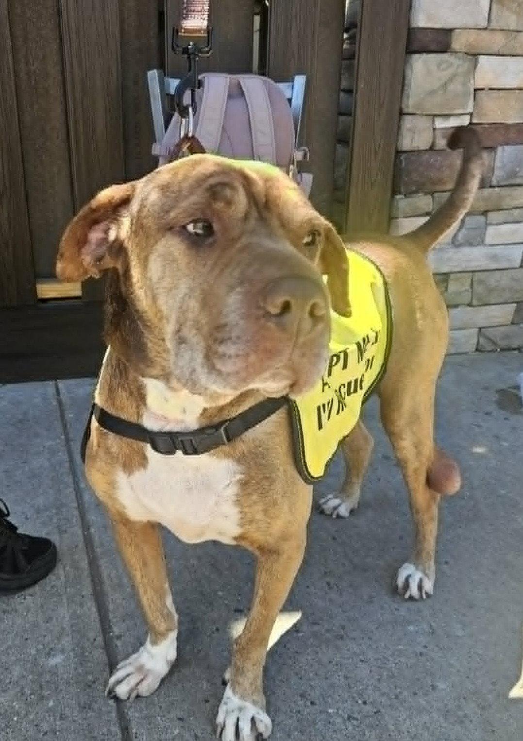 Enlarge SULLY, a Adoptable Shar-Pei in Holbrook, NY image 2/3