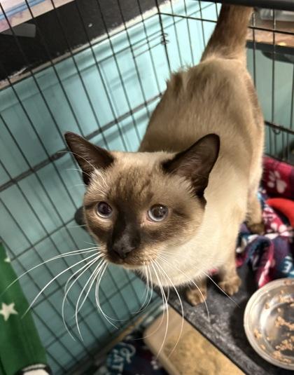 Enlarge Fresca, an adopted Siamese in Plano, TX image 4/4