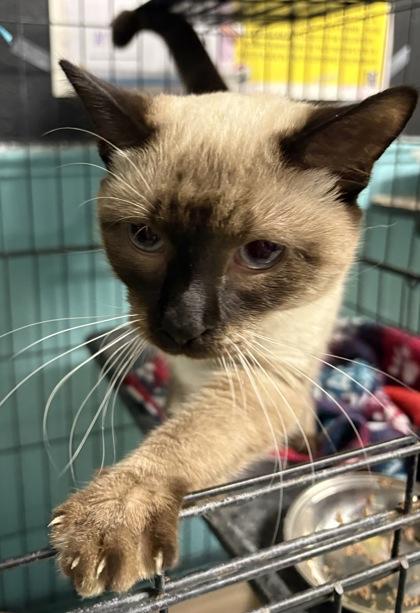 Enlarge Fresca, an adopted Siamese in Plano, TX image 3/4