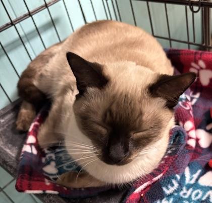 Enlarge Fresca, an adopted Siamese in Plano, TX image 1/4