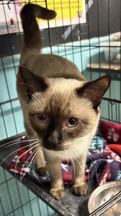 Enlarge Fresca, an adopted Siamese in Plano, TX image 2/4