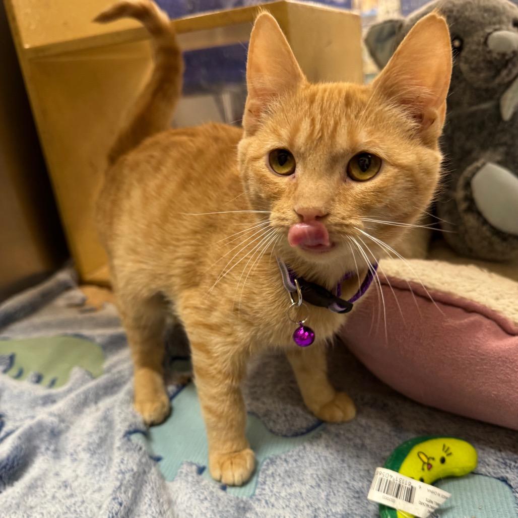 Enlarge Charlie, a Adoptable Domestic Short Hair in La Grange, KY image 1/4