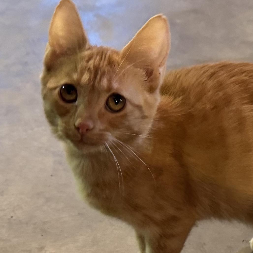 Enlarge Charlie, a Adoptable Domestic Short Hair in La Grange, KY image 2/4