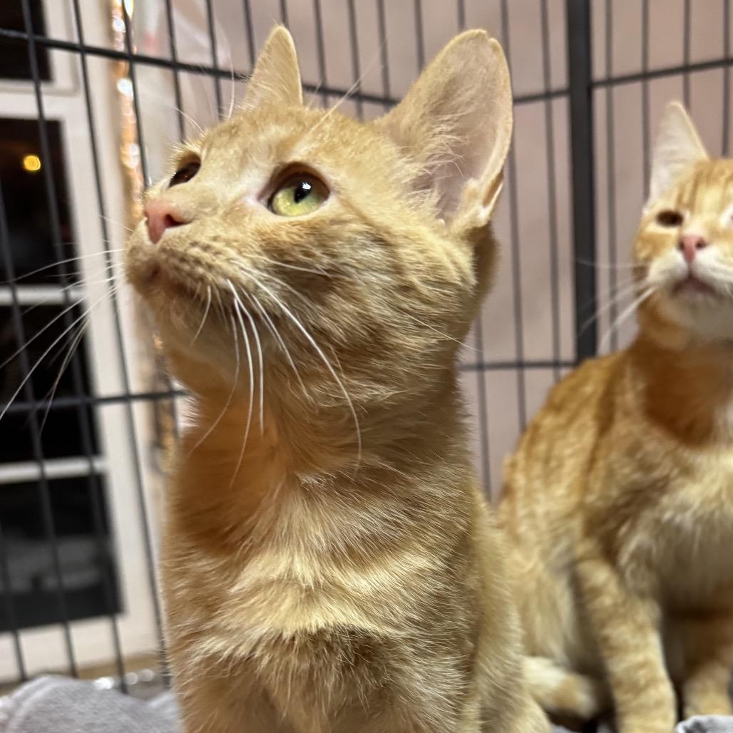 Enlarge Charlie, a Adoptable Domestic Short Hair in La Grange, KY image 3/4