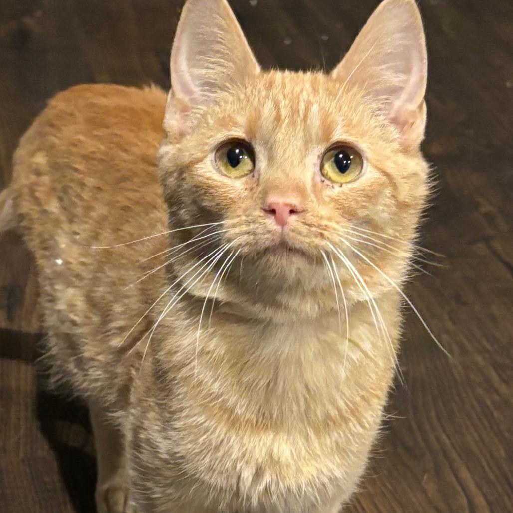 Enlarge Charlie, a Adoptable Domestic Short Hair in La Grange, KY image 4/4