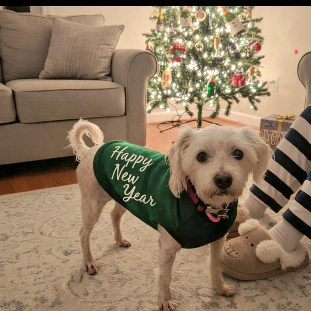 Dunkin ~ senior sweetie, ADOPTABLE, Senior Male Poodle.
