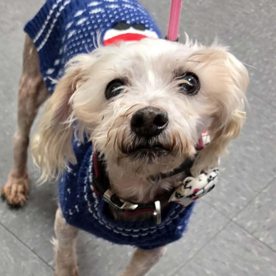 Enlarge Dunkin ~ senior sweetie, a ADOPTABLE Poodle in Plainfield, IL image 3/4