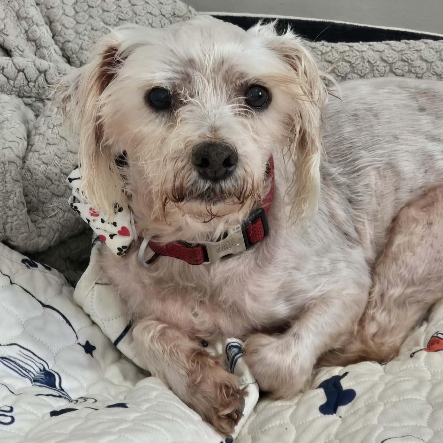 Enlarge Dunkin ~ senior sweetie, a ADOPTABLE Poodle in Plainfield, IL image 4/4