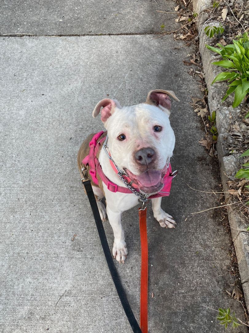 Carmen, a Adoptable mixed breed in Chicago, IL image 1/8