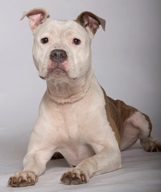 Carmen, a Adoptable mixed breed in Chicago, IL image 2/8