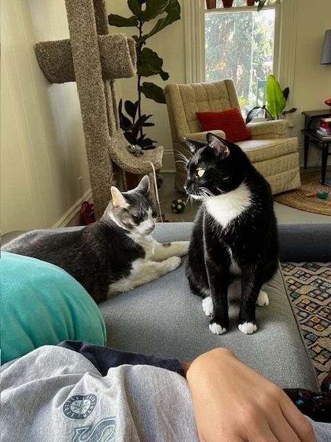 Maggie, Adoptable, Adult Female Domestic Short Hair.