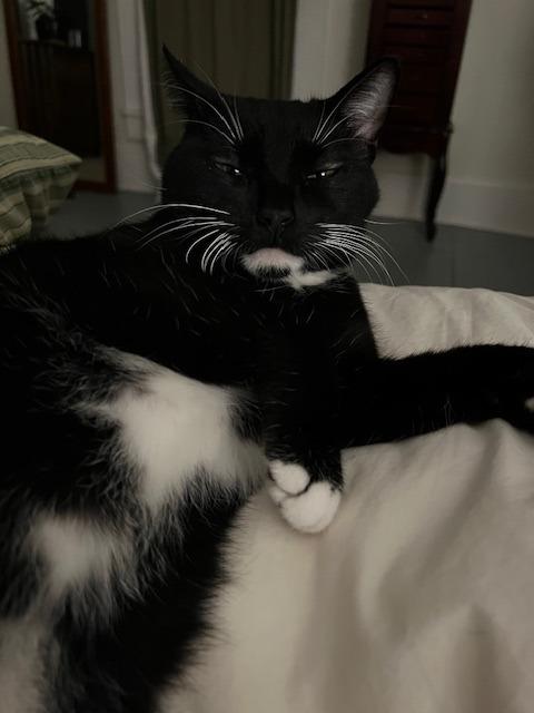 Enlarge Maggie, a Adoptable mixed breed in Bloomington, IN image 5/5