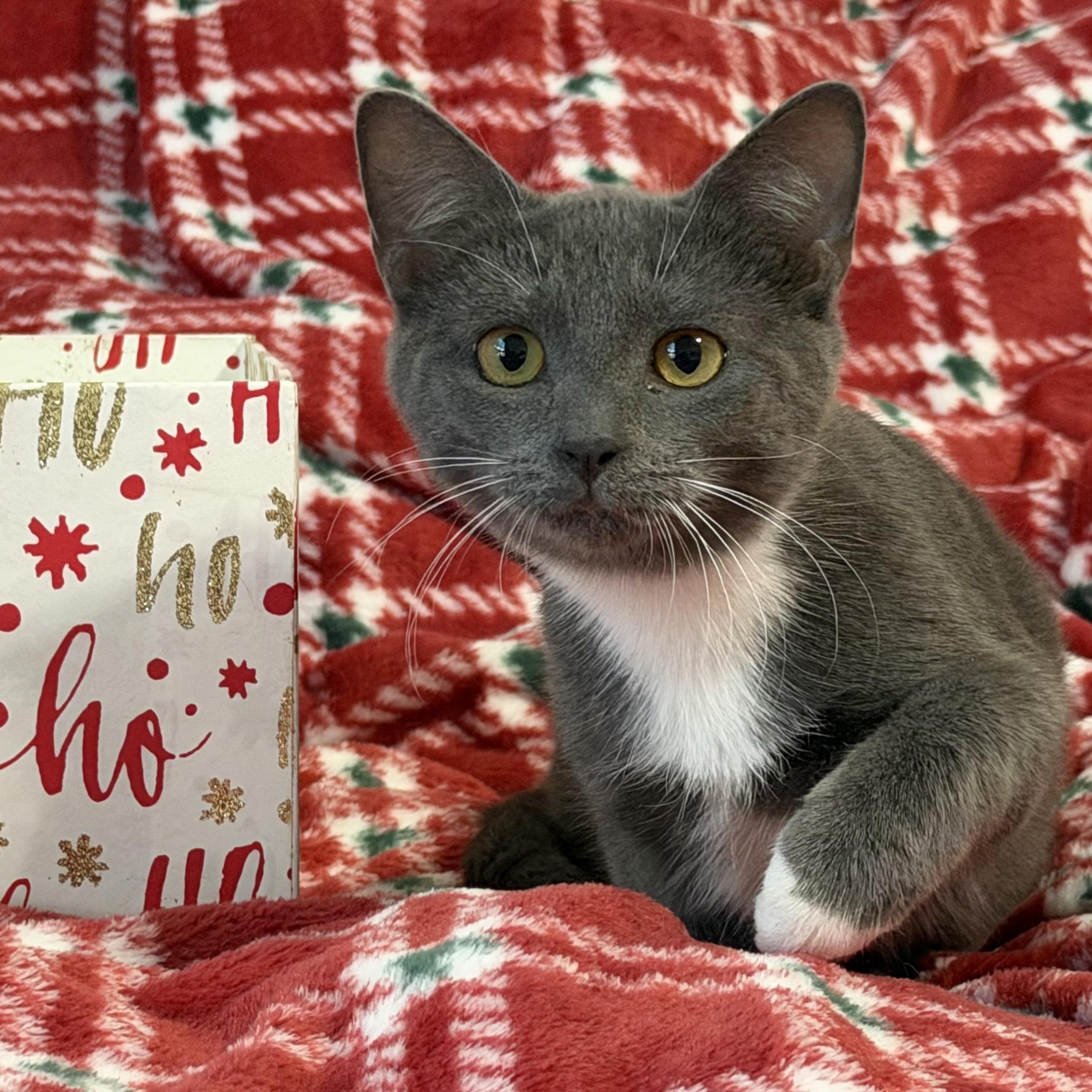 Wesser (bonded with Parker), Adoptable, Kitten Female Domestic Short Hair.