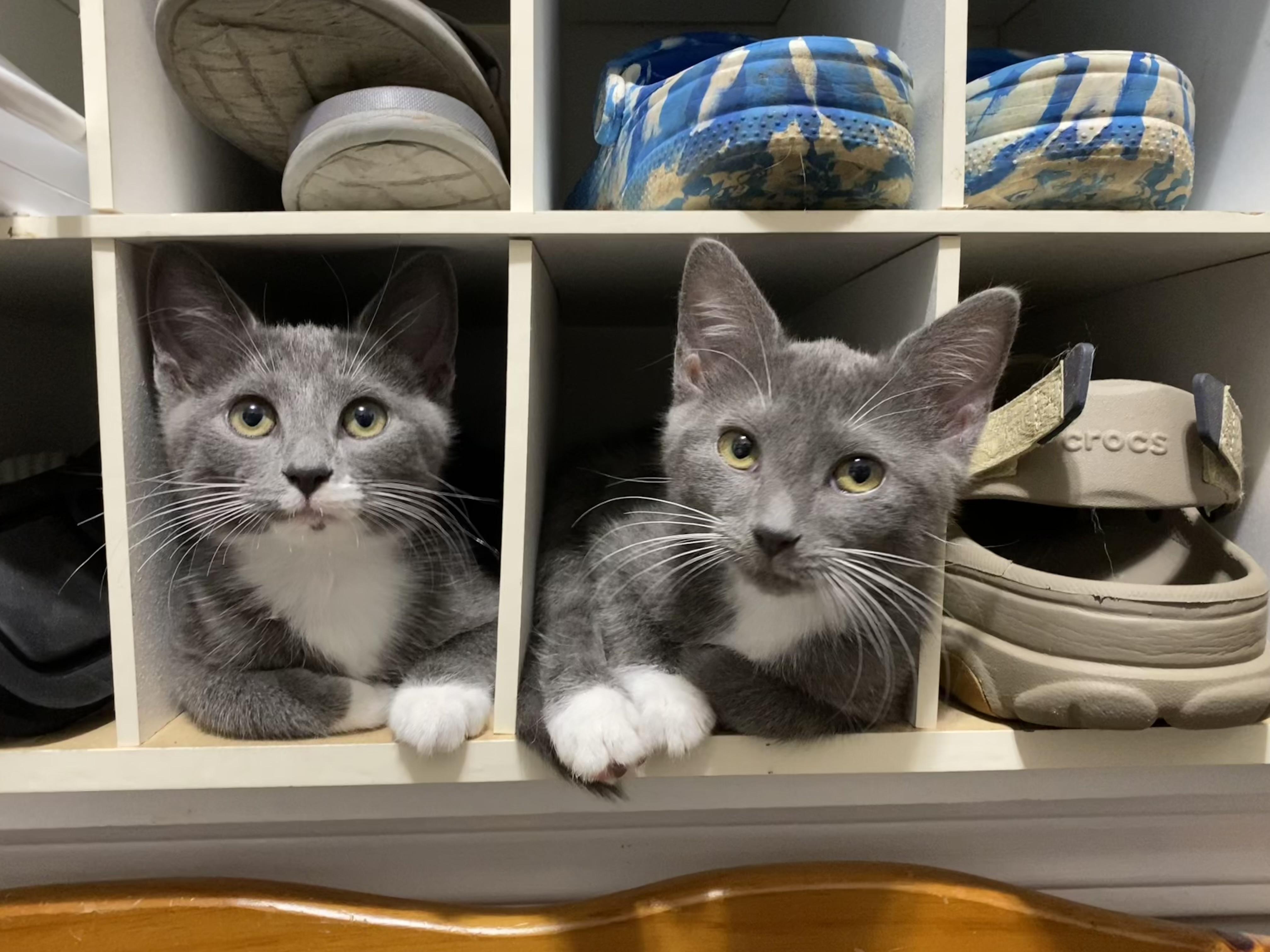 Wesser (bonded with Parker), a Adoptable Domestic Short Hair in Johnsburg, IL image 3/6