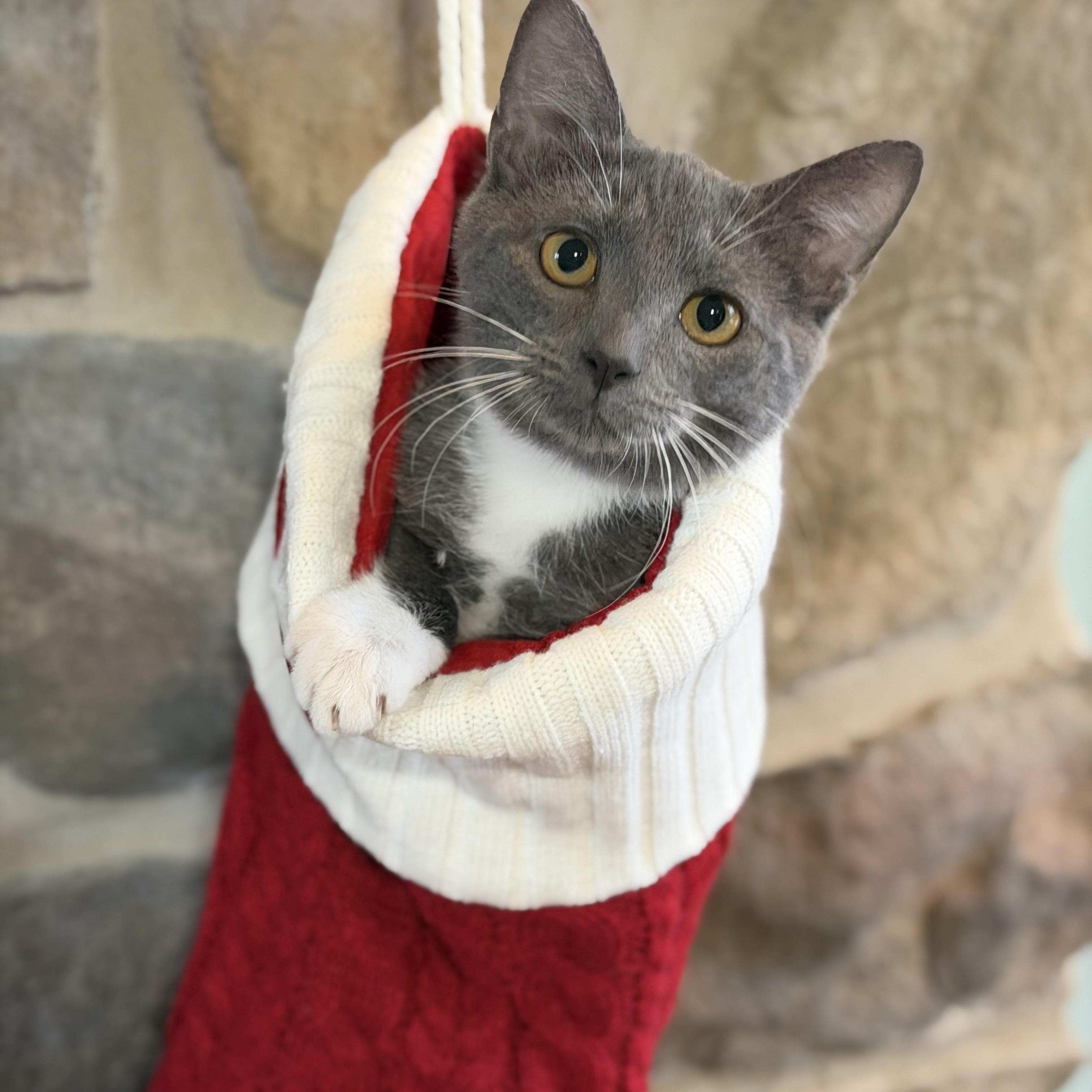 Wesser (bonded with Parker), a Adoptable Domestic Short Hair in Johnsburg, IL image 2/6