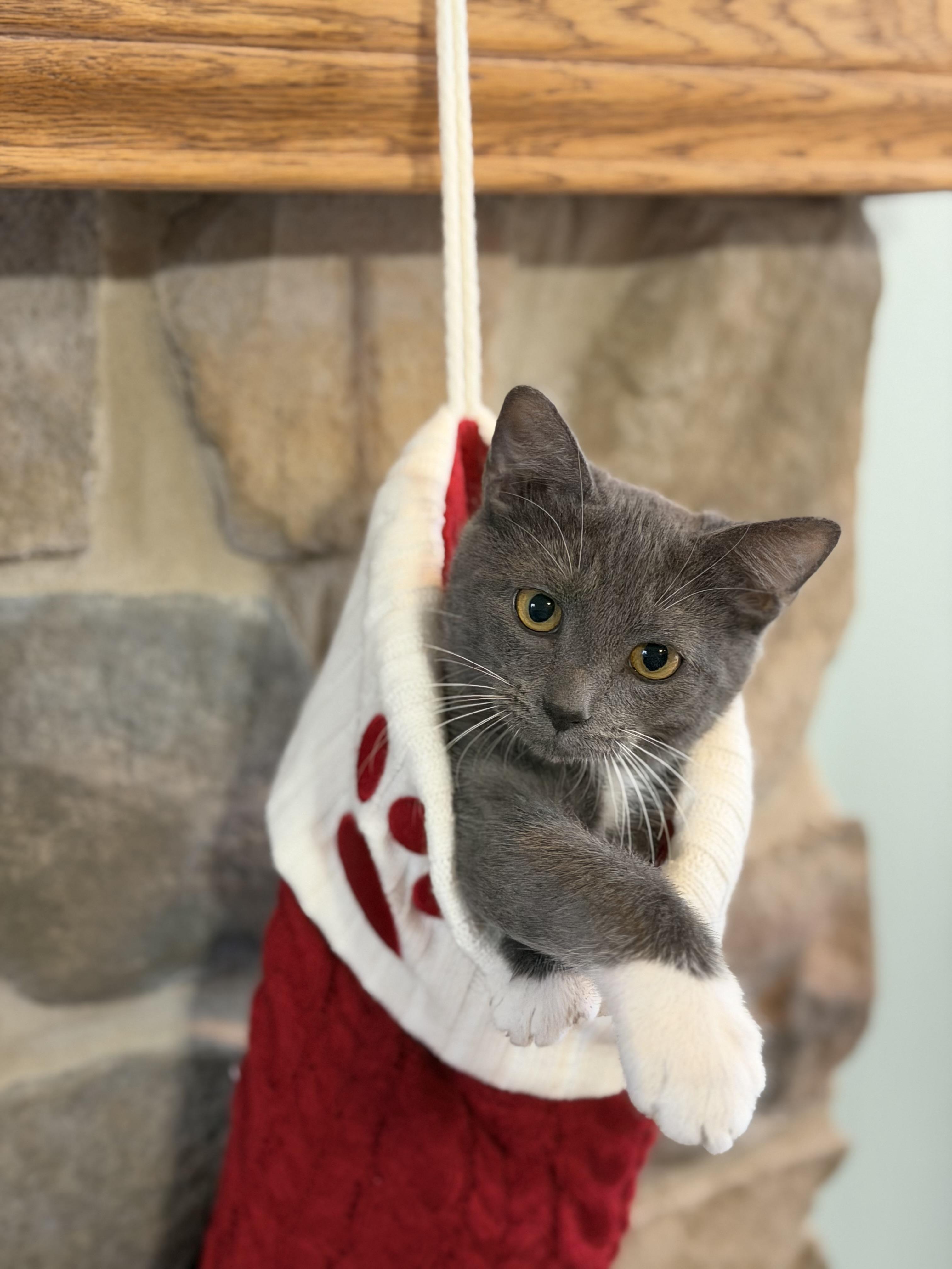 Wesser (bonded with Parker), a Adoptable Domestic Short Hair in Johnsburg, IL image 4/6