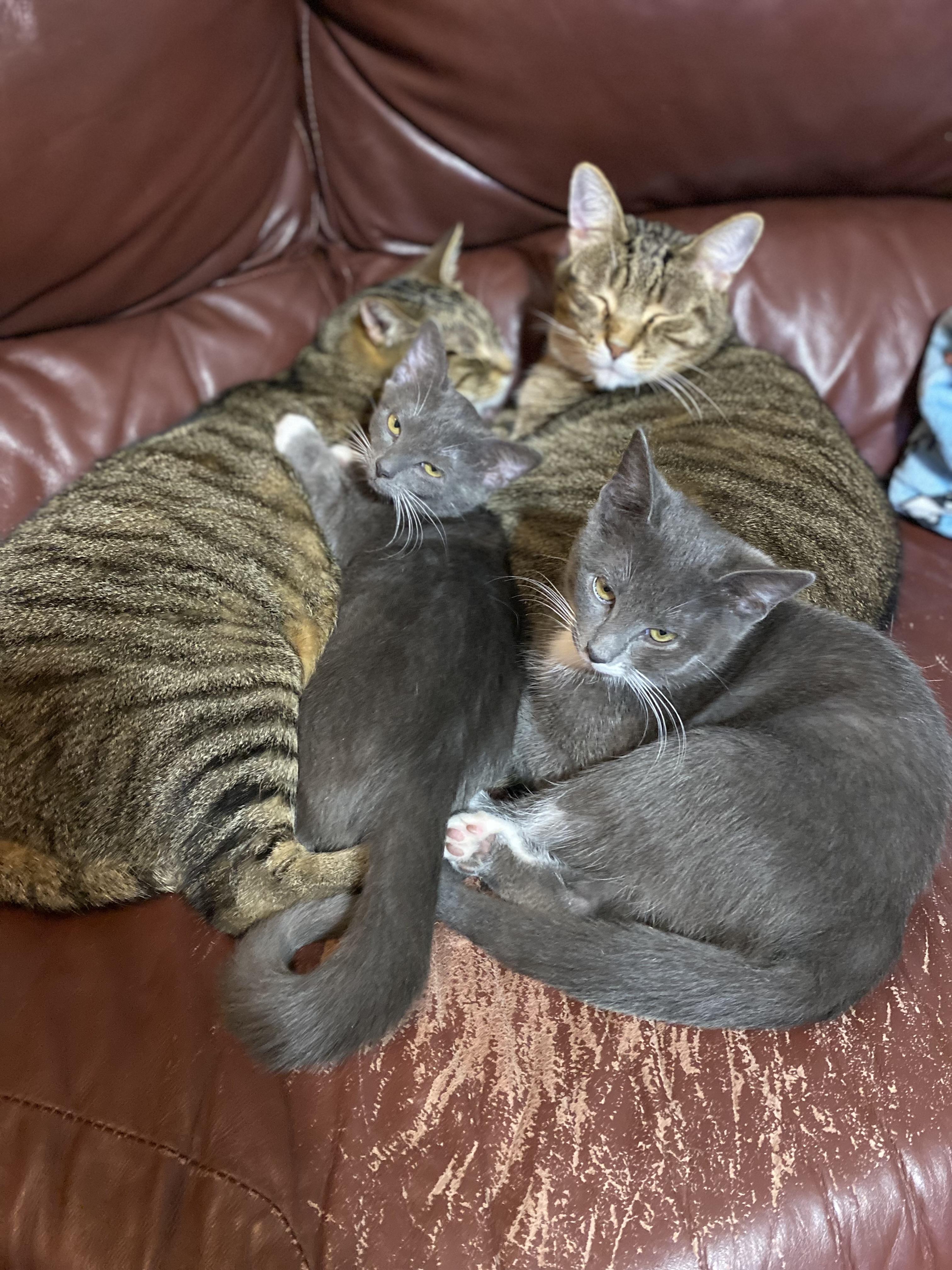 Wesser (bonded with Parker), a Adoptable Domestic Short Hair in Johnsburg, IL image 5/6