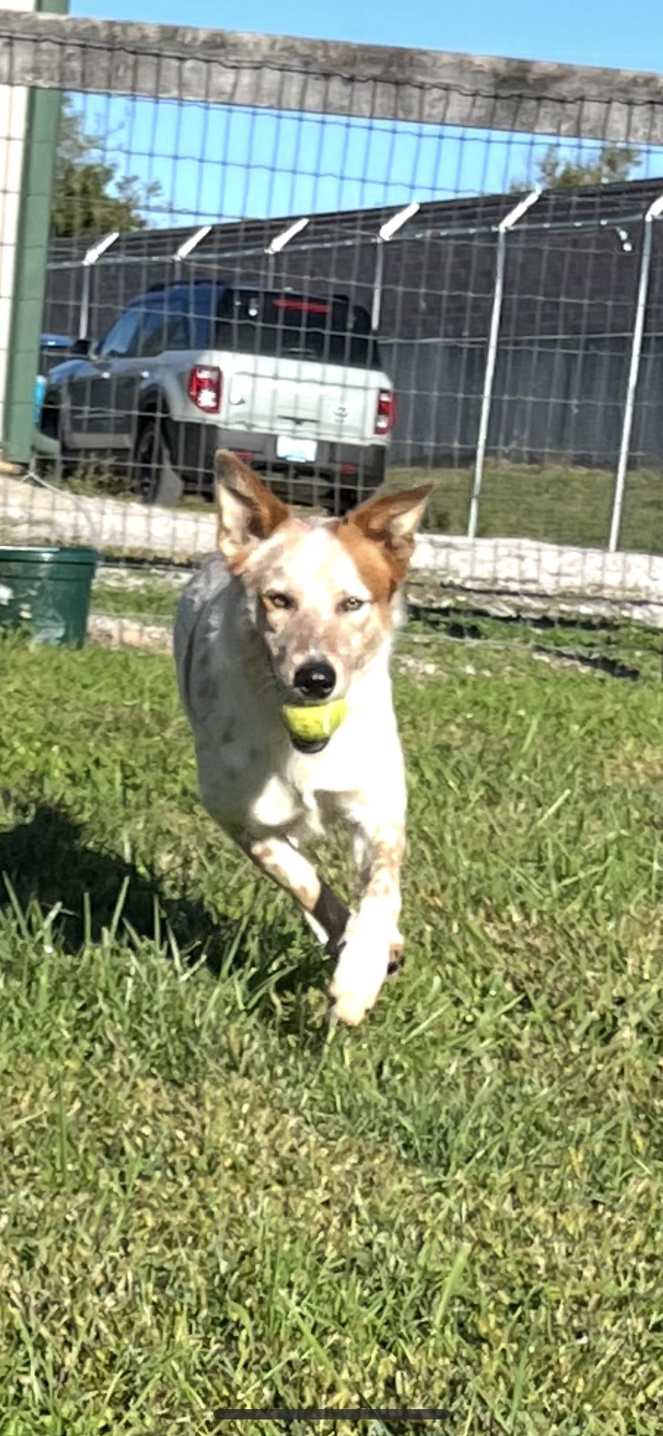 Sundance, a Adoptable Australian Cattle Dog / Blue Heeler in Shelbyville, KY image 1/4