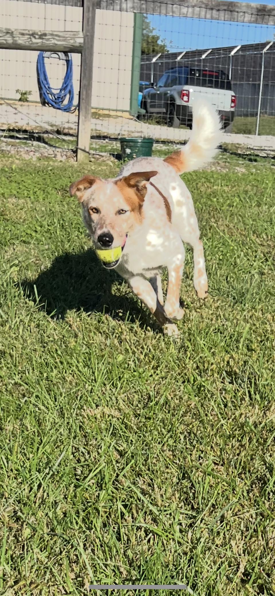 Sundance, a Adoptable Australian Cattle Dog / Blue Heeler in Shelbyville, KY image 3/4