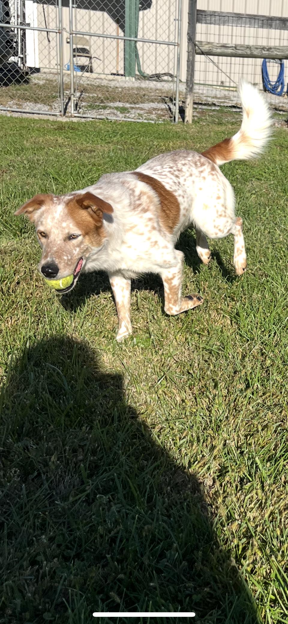 Sundance, a Adoptable Australian Cattle Dog / Blue Heeler in Shelbyville, KY image 4/4