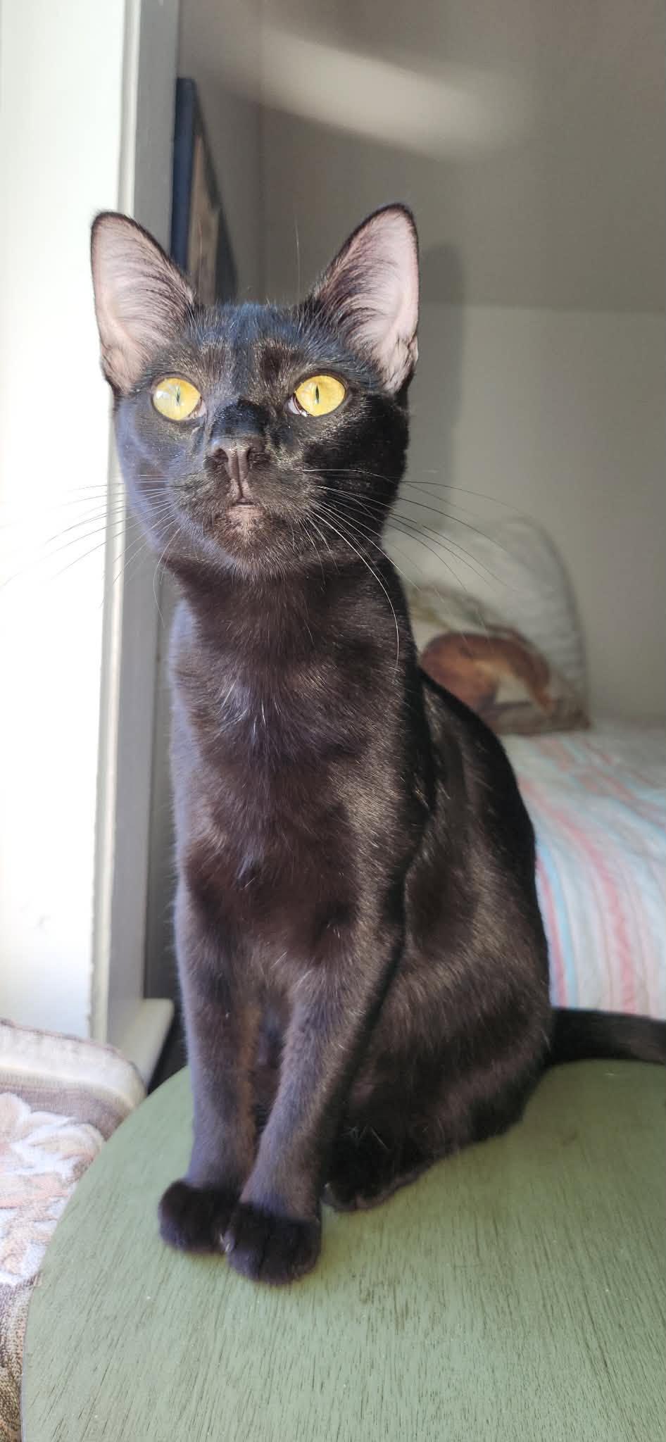 Valor AND Wini, Adoptable, Kitten Female Domestic Short Hair.