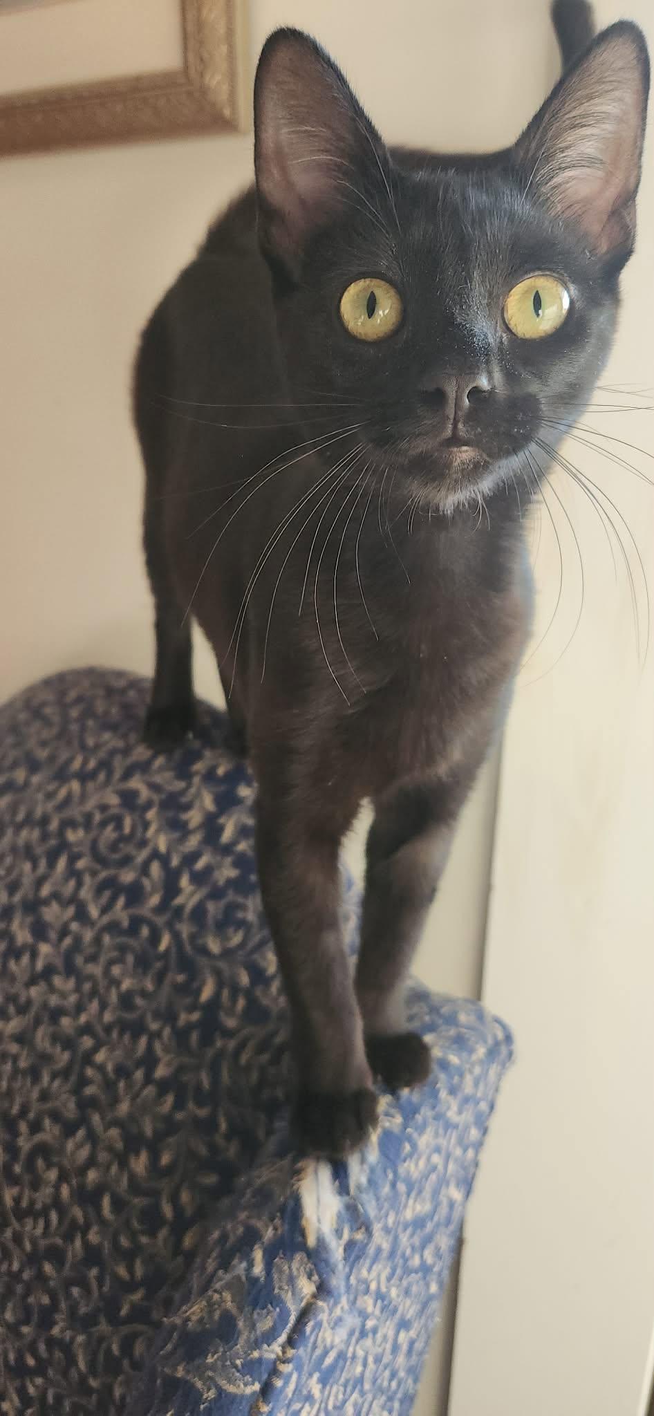 Enlarge Valor AND Wini, a Adoptable Domestic Short Hair in Gonic, NH image 3/3