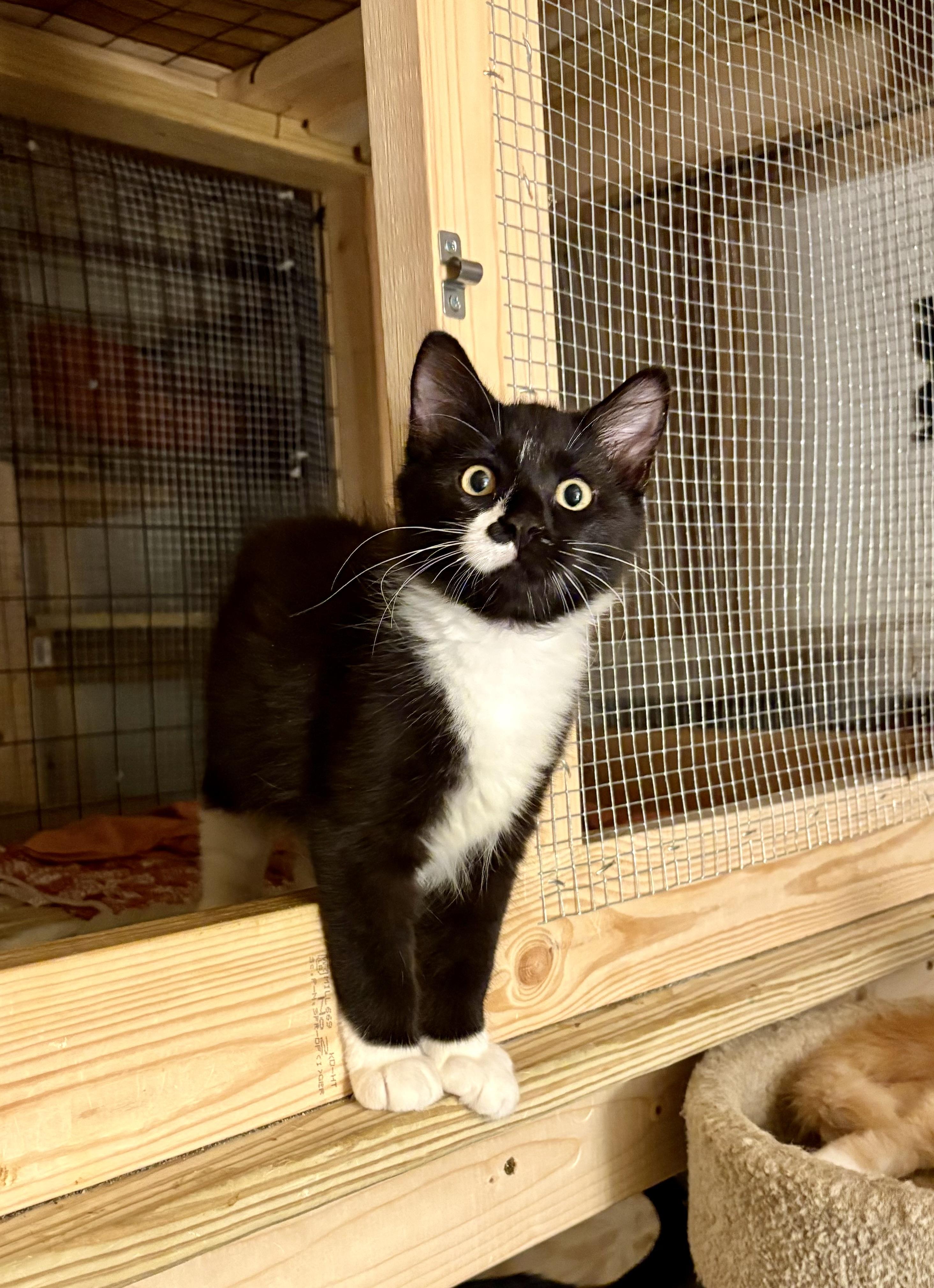 Enlarge Jinxy, a Adoptable Domestic Long Hair in Columbia, SC image 2/3