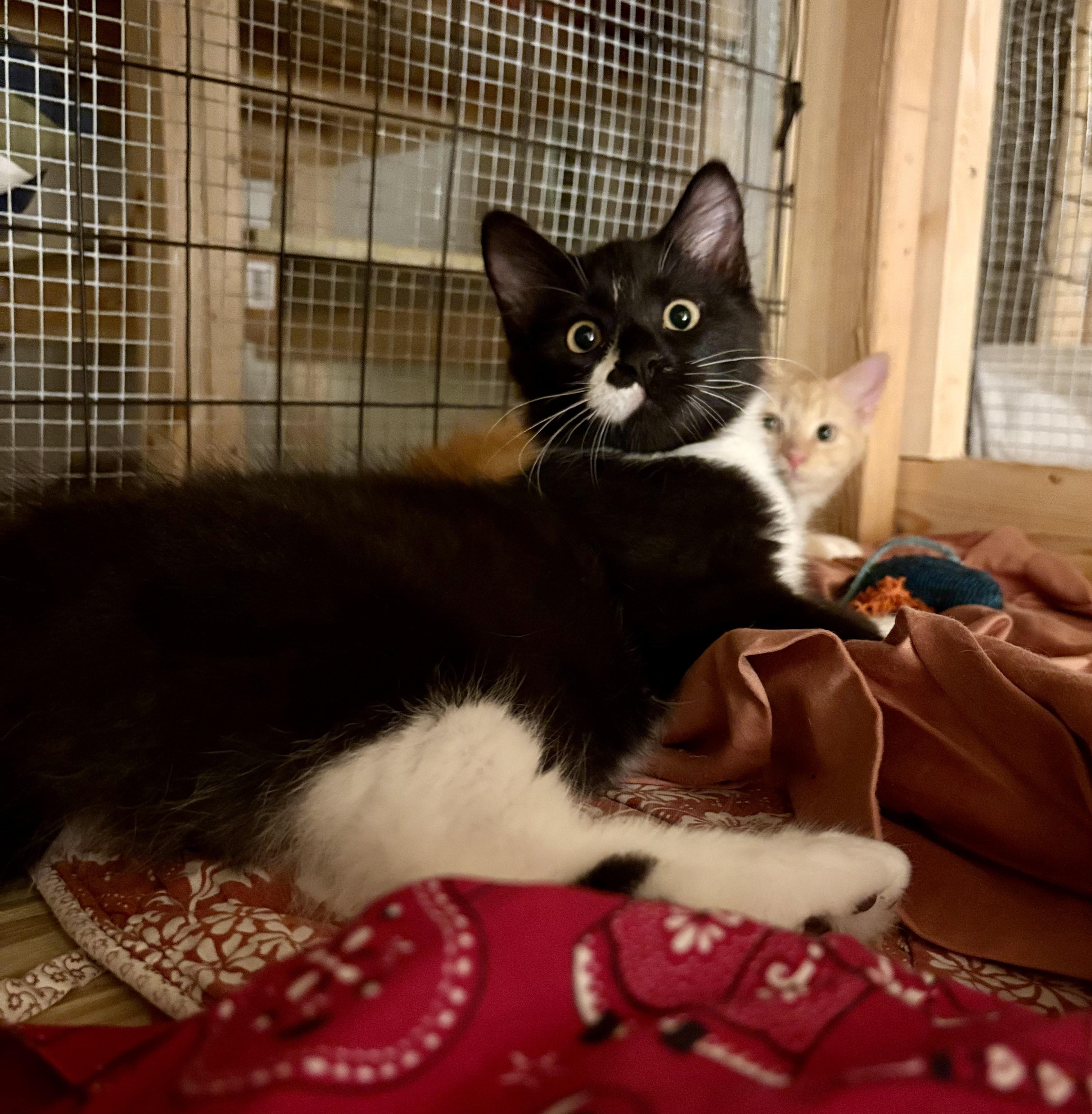 Enlarge Jinxy, a Adoptable Domestic Long Hair in Columbia, SC image 3/3