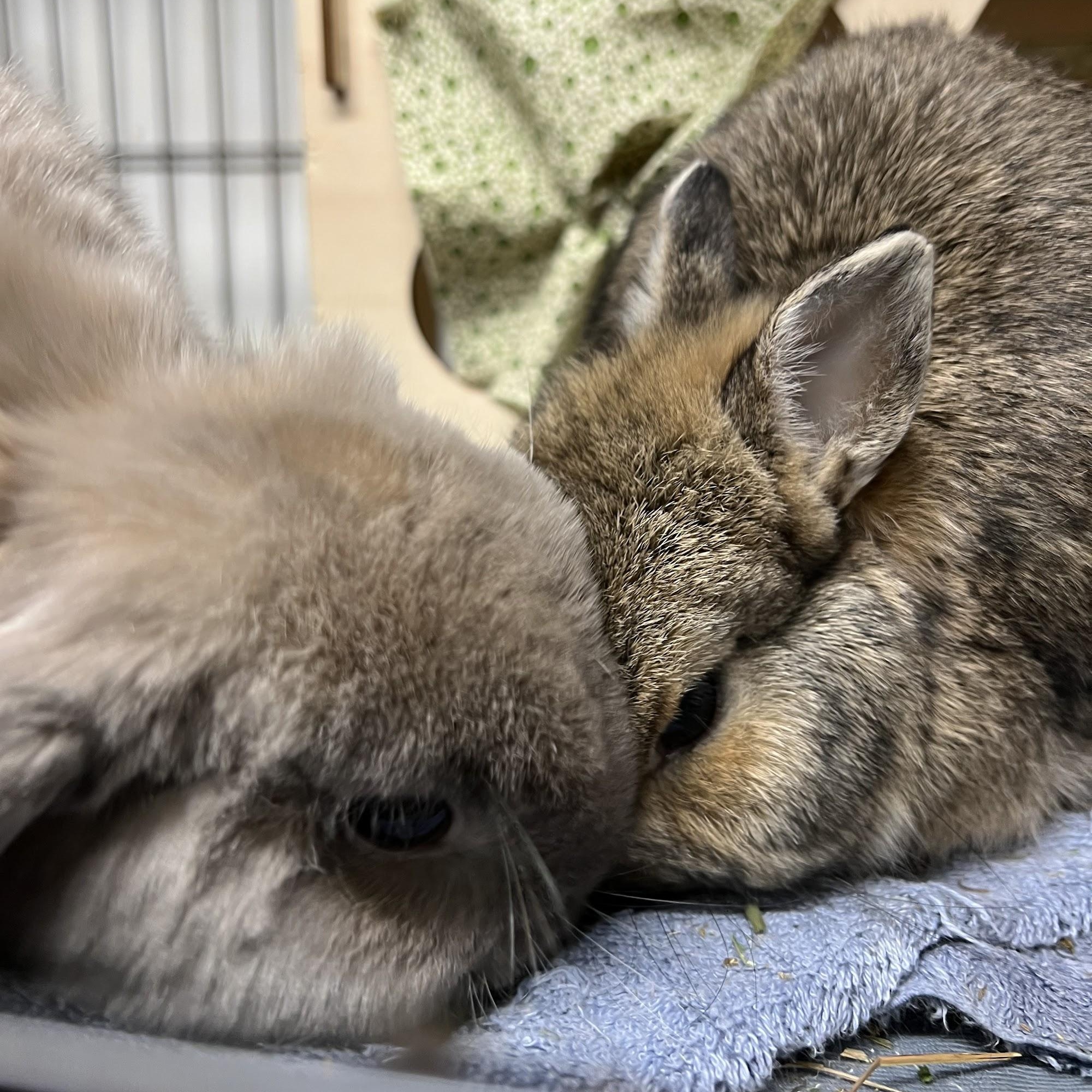Bean & Nigel photo 3