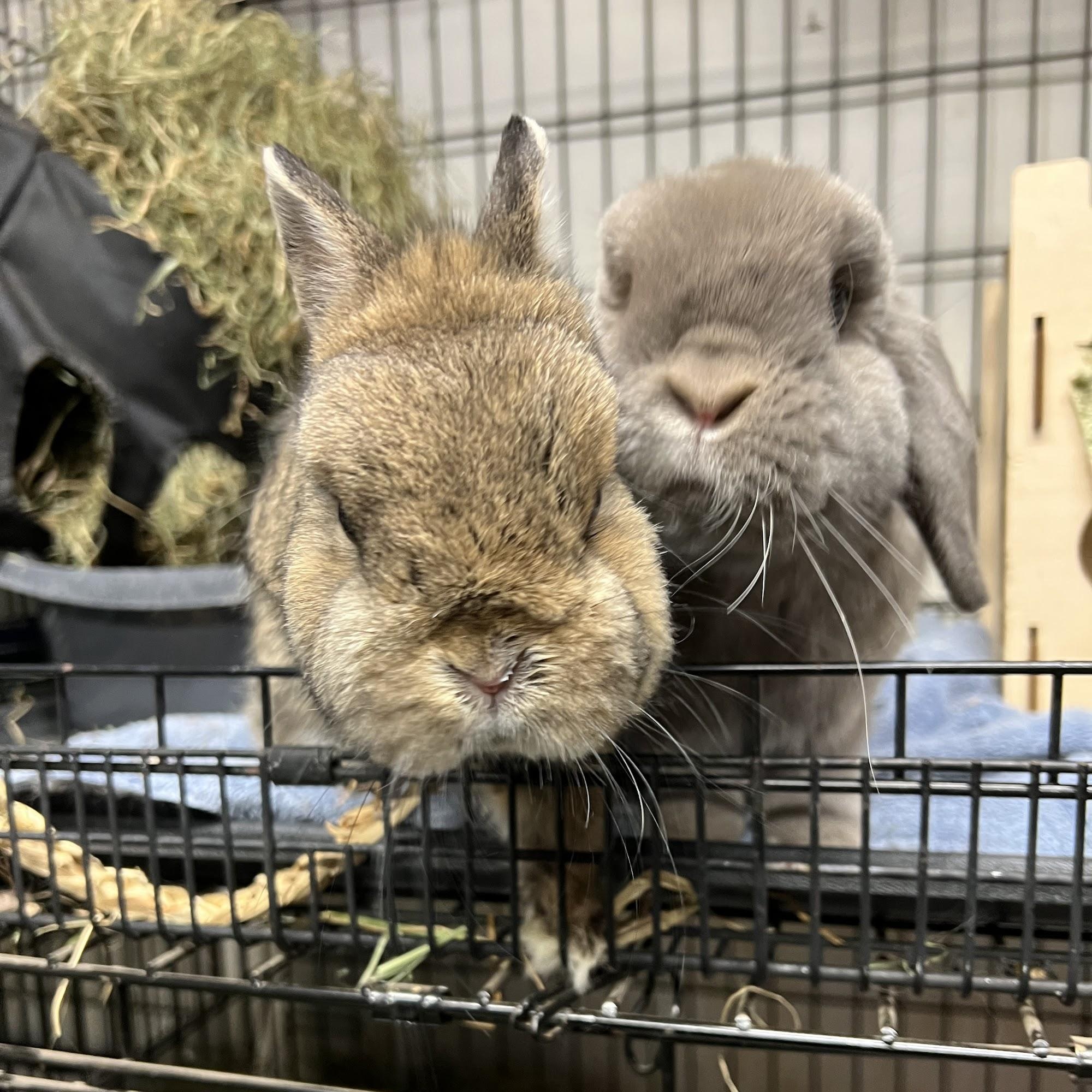 Bean & Nigel, Adult Male Holland Lop