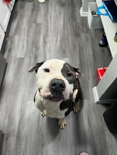 Sully, Adoptable, Adult Male Pit Bull Terrier.