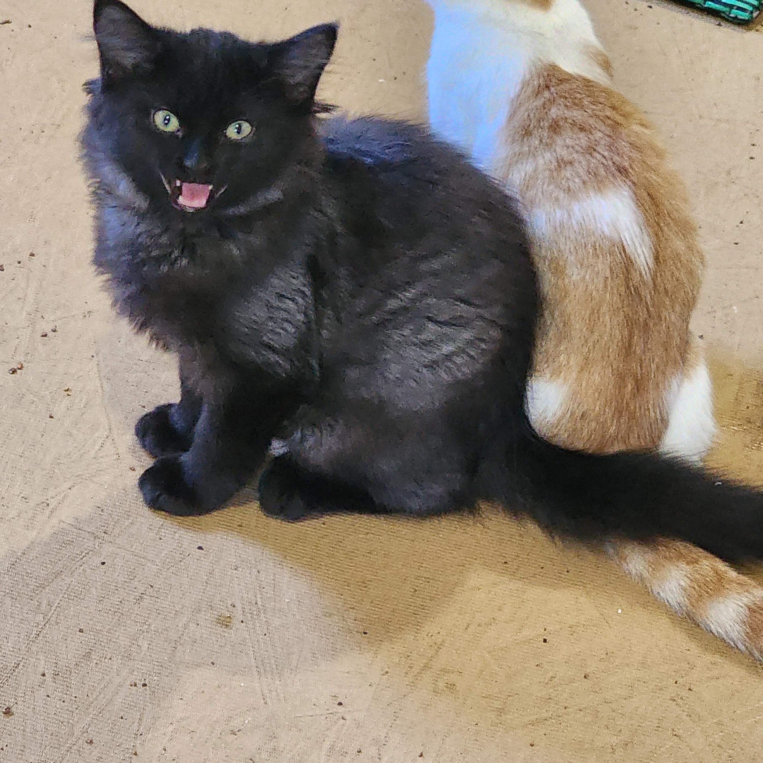 Enlarge Paul, a Adopted Domestic Medium Hair in EAST LEROY, MI image 1/1