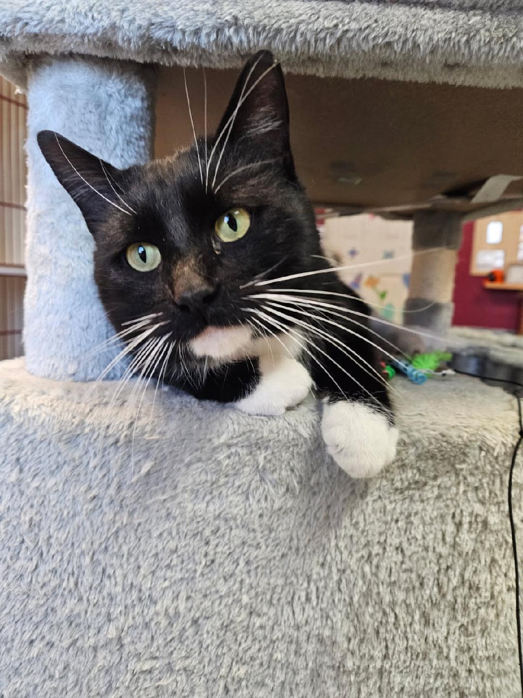 Enlarge Gatsby, a ADOPTABLE Domestic Short Hair in Tomah, WI image 5/5